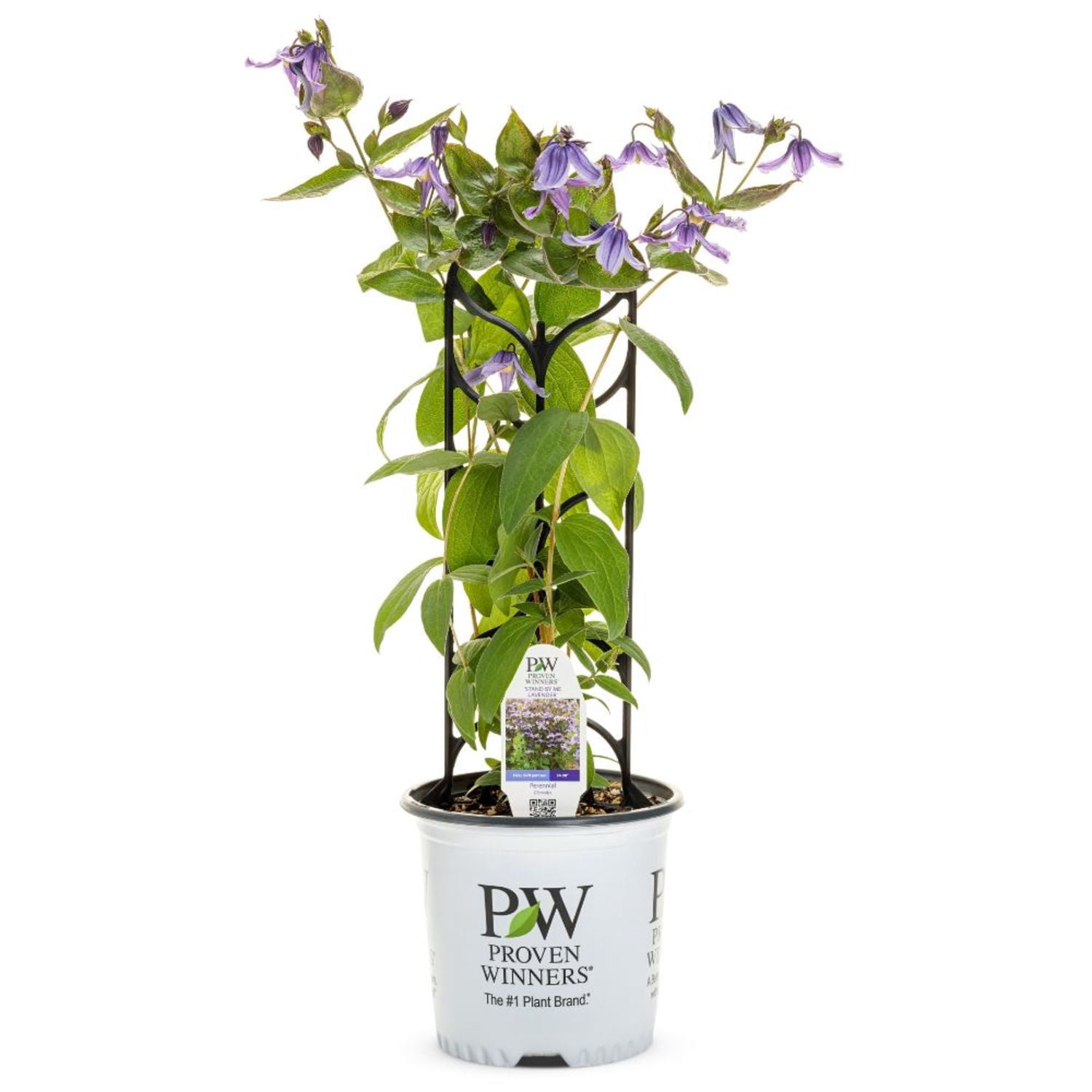 Proven Winners 6" Purple 'Stand by Me Lavender' Bush Clematis Live Plant in 6.5" Pot