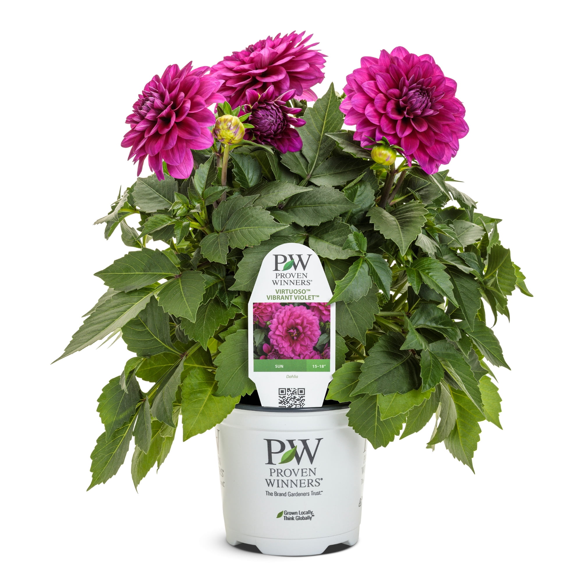 Proven Winners 8" Purple Virtuoso Vibrant Violet Dahlia Live Plant in 6.5" Pot
