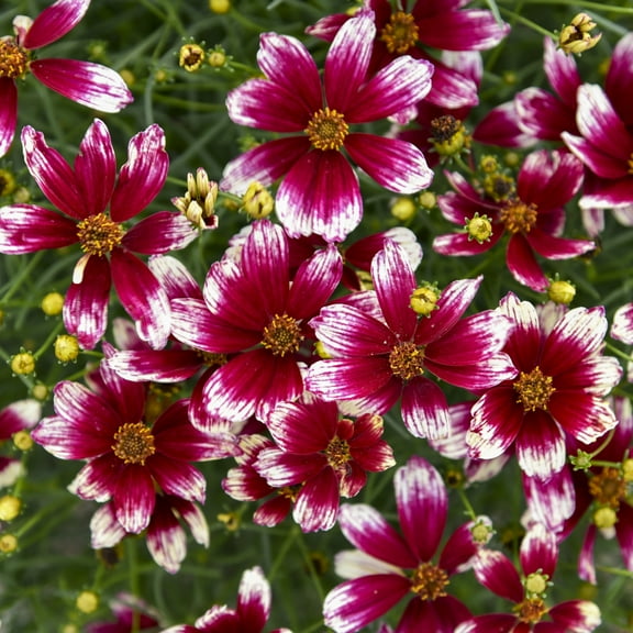 Proven Winners 10" Red Designer Threads 'Heartstrings' Threadleaf Coreopsis (Coreopsis verticillata) Perennial Live Plant in 6.5" Pot