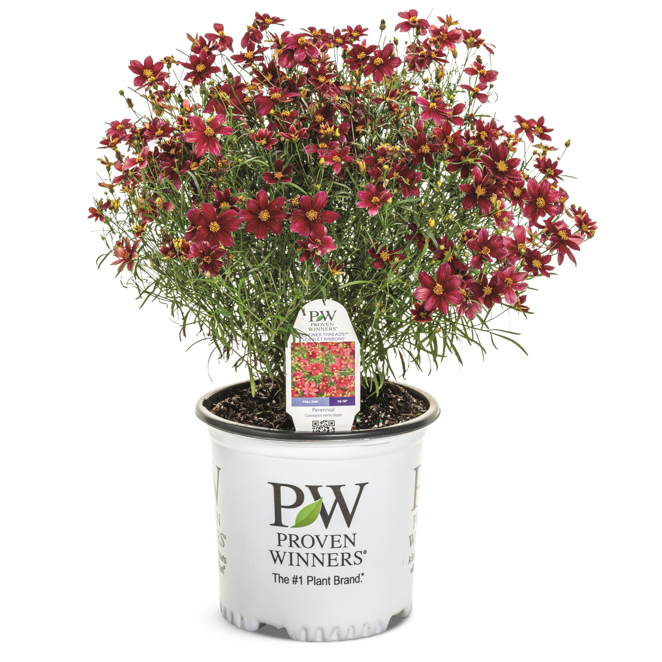 Proven Winners 6" Red Designer Threads 'Scarlet Ribbons' Threadleaf Coreopsis Live Plant in 6.5" Pot