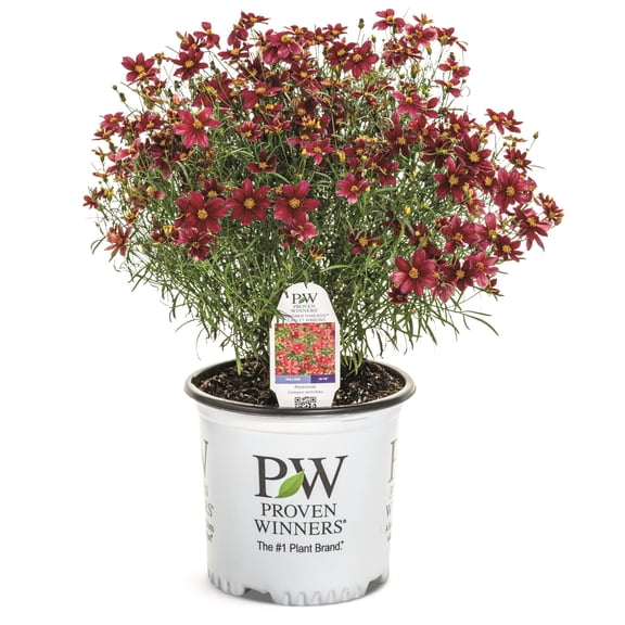 Proven Winners 6" Red Designer Threads 'Scarlet Ribbons' Threadleaf Coreopsis Live Plant in 6.5" Pot
