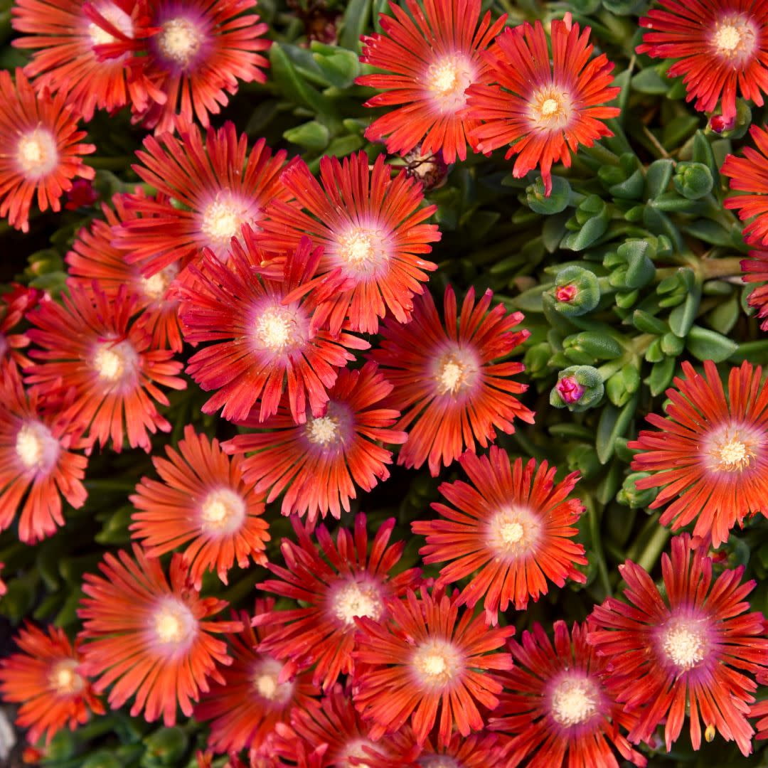 Proven Winners 10" Red Kaleidoscope 'Dancing Embers' Hardy Ice Plant (Delosperma hybrid) Perennial Live Plant in 6.5" Pot