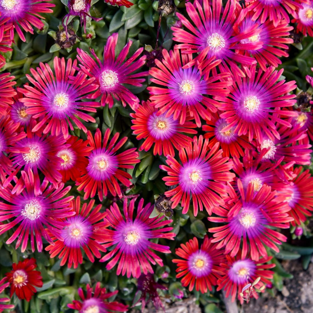 Proven Winners 10" Red Kaleidoscope 'Razzle Dazzle' Hardy Ice Plant (Delosperma hybrid) Perennial Live Plant in 6.5" Pot