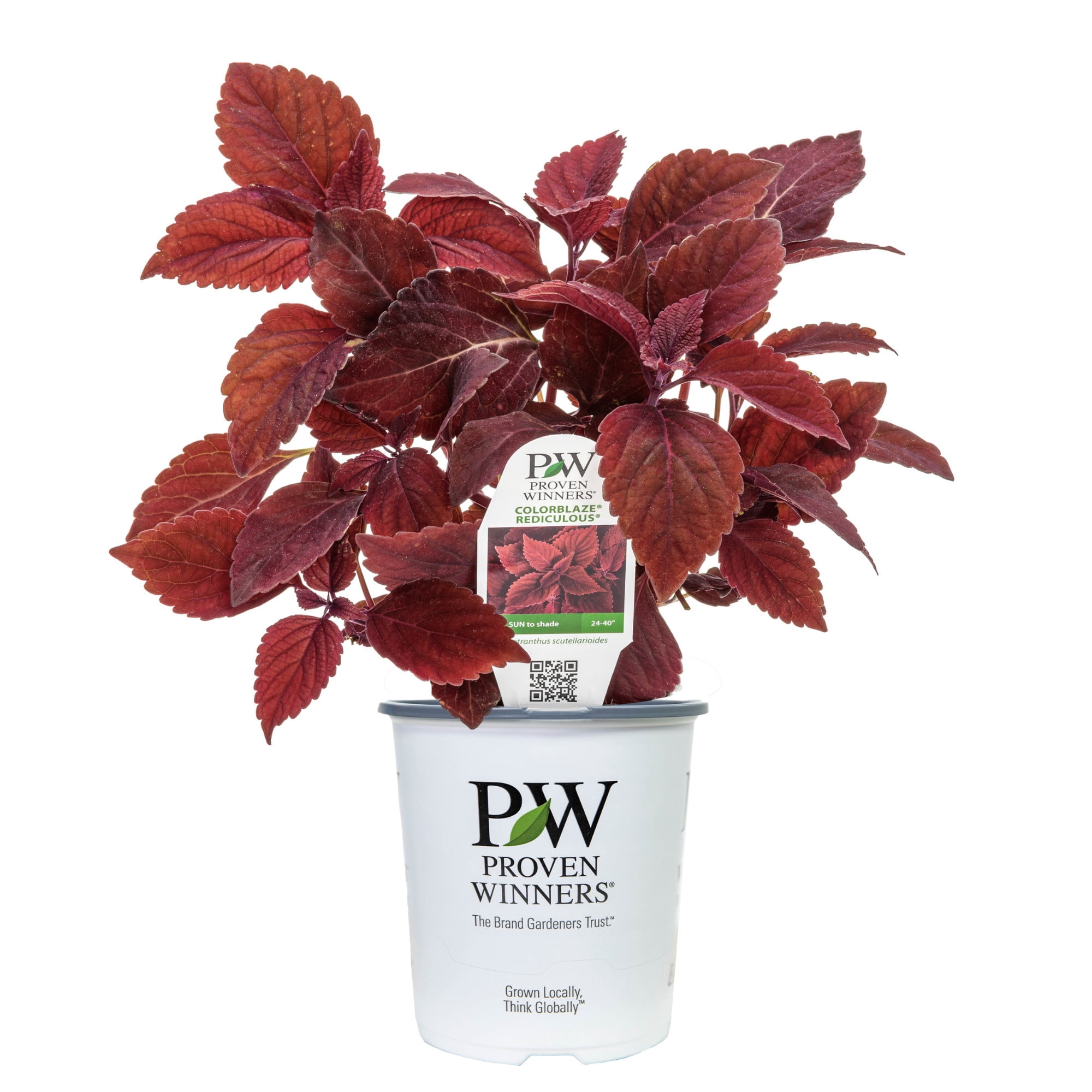 Proven Winners 8" Red ColorBlaze Rediculous Coleus Live Plant in 6.5" Pot