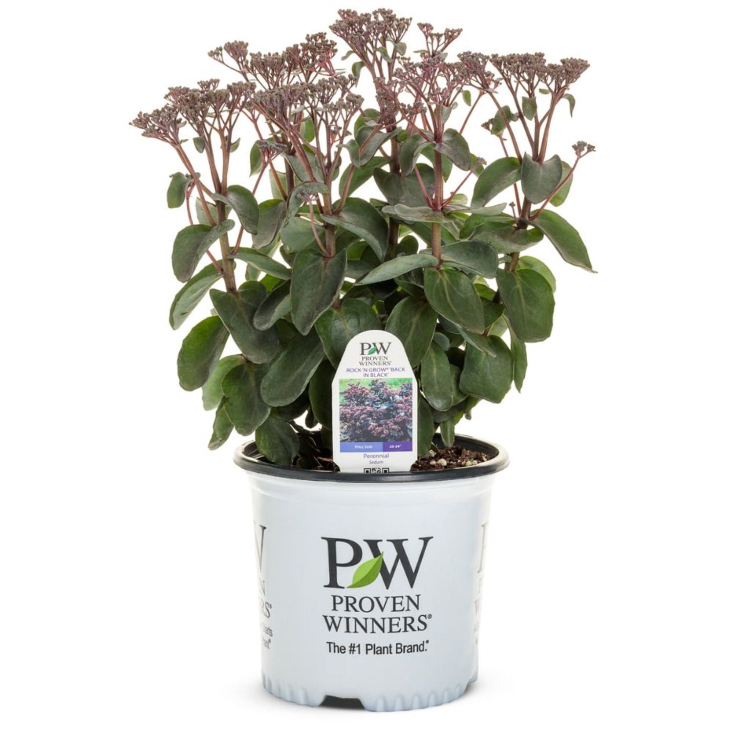 Proven Winners 6" Red Rock 'N Grow 'Back in Black' Stonecrop Live Plant in 6.5" Pot