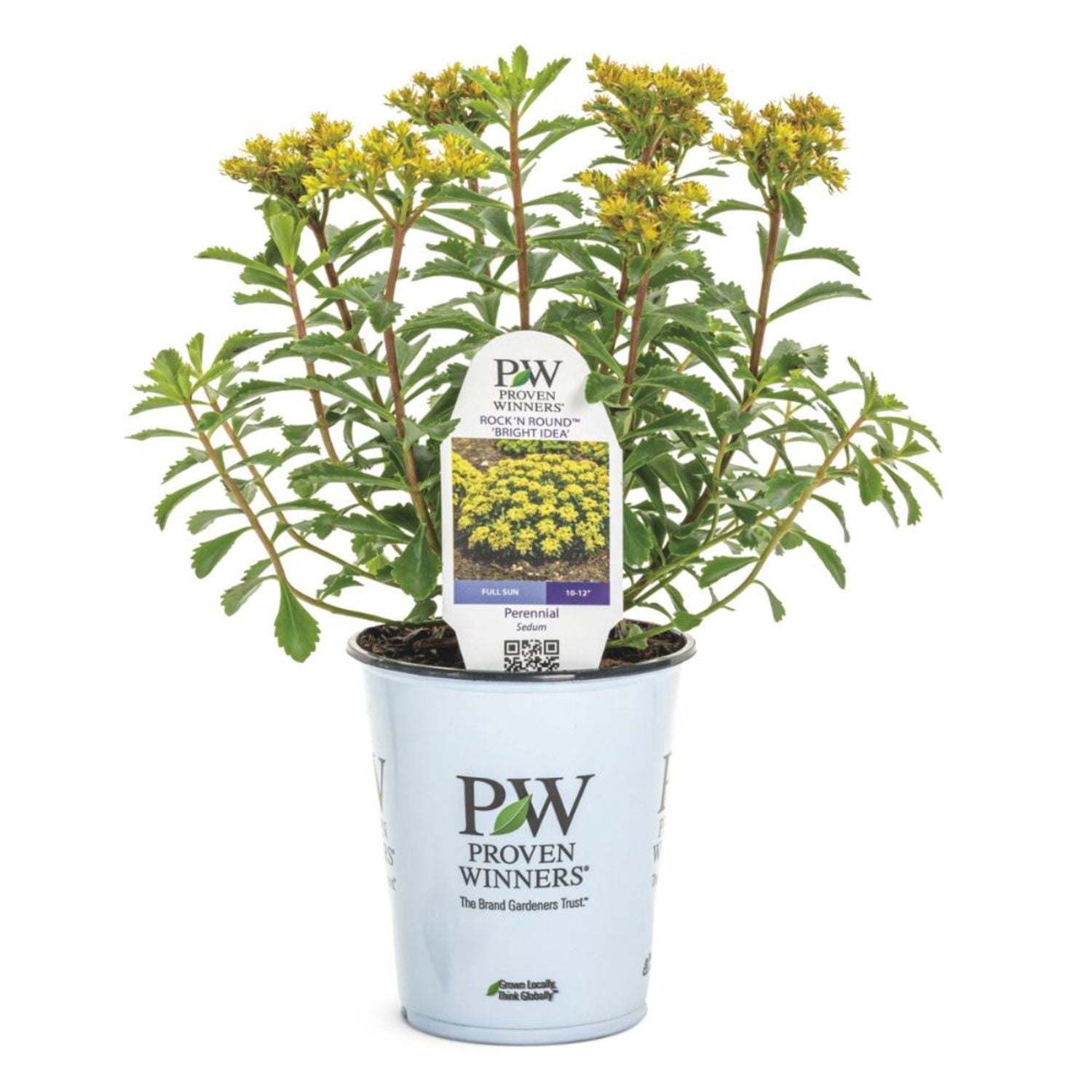 Proven Winners 6" Yellow Rock 'N Round 'Bright Idea' Stonecrop Live Plant in 6.5" Pot