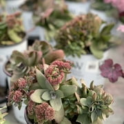 Proven Winners 10" Rock 'N Grow 'Midnight Velvet' Stonecrop (Sedum hybrid) Perennial Live Plant in 6.5" Pot