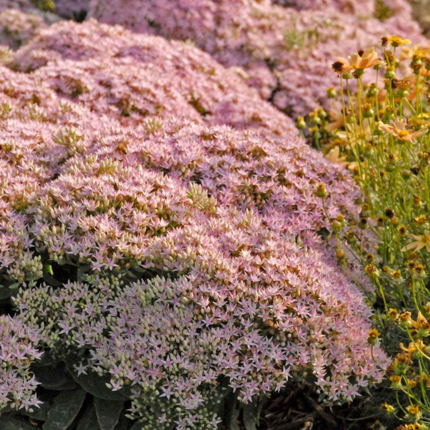 Proven Winners 6" Pink Rock 'N Round 'Pure Joy' Stonecrop Live Plant in 6.5" Pot