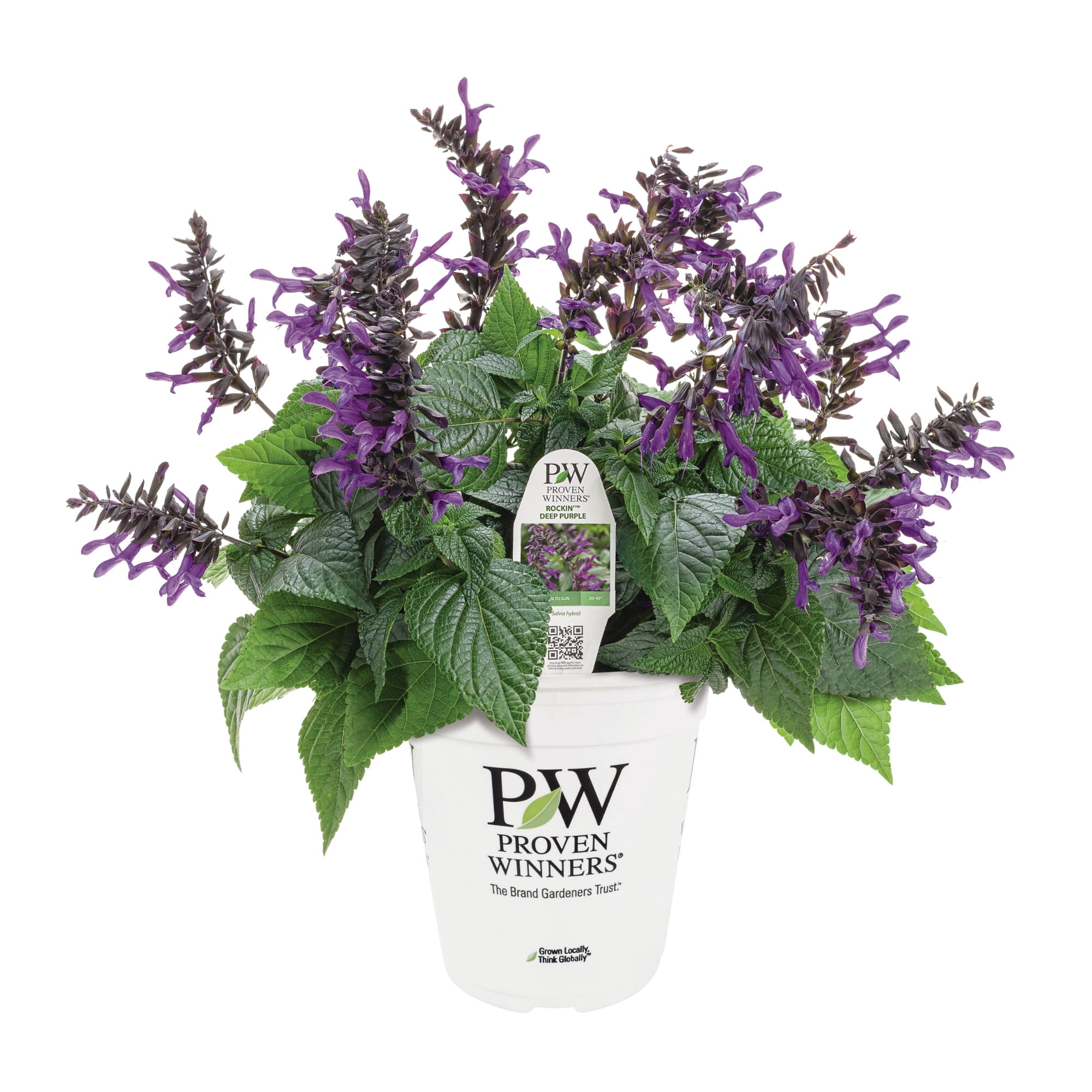 Proven Winners 8" Rockin' Deep Purple Salvia Live Plant in 6.5" Pot