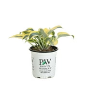 Proven Winners 10" Shadowland 'Autumn Frost' Hosta (Hosta hybrid) Perennial Live Plant in 6.5" Pot