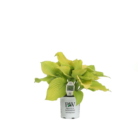 Proven Winners 6" Yellow Shadowland 'Coast to Coast' Hosta Live Plant in 6.5" Pot