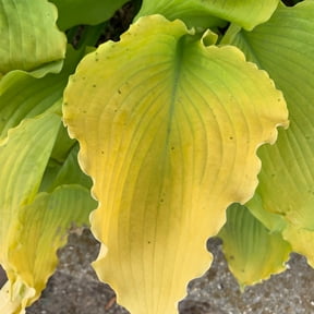 Proven Winners 6" Yellow Shadowland 'Echo the Sun' Hosta Live Plant in 6.5" Pot