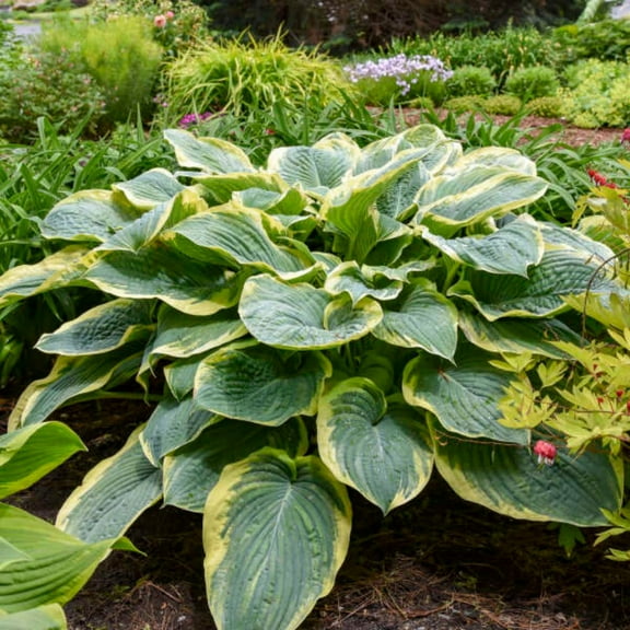 Proven Winners 10" Shadowland 'Gigantosaurus' Hosta (Hosta hybrid) Perennial Live Plant in 6.5" Pot
