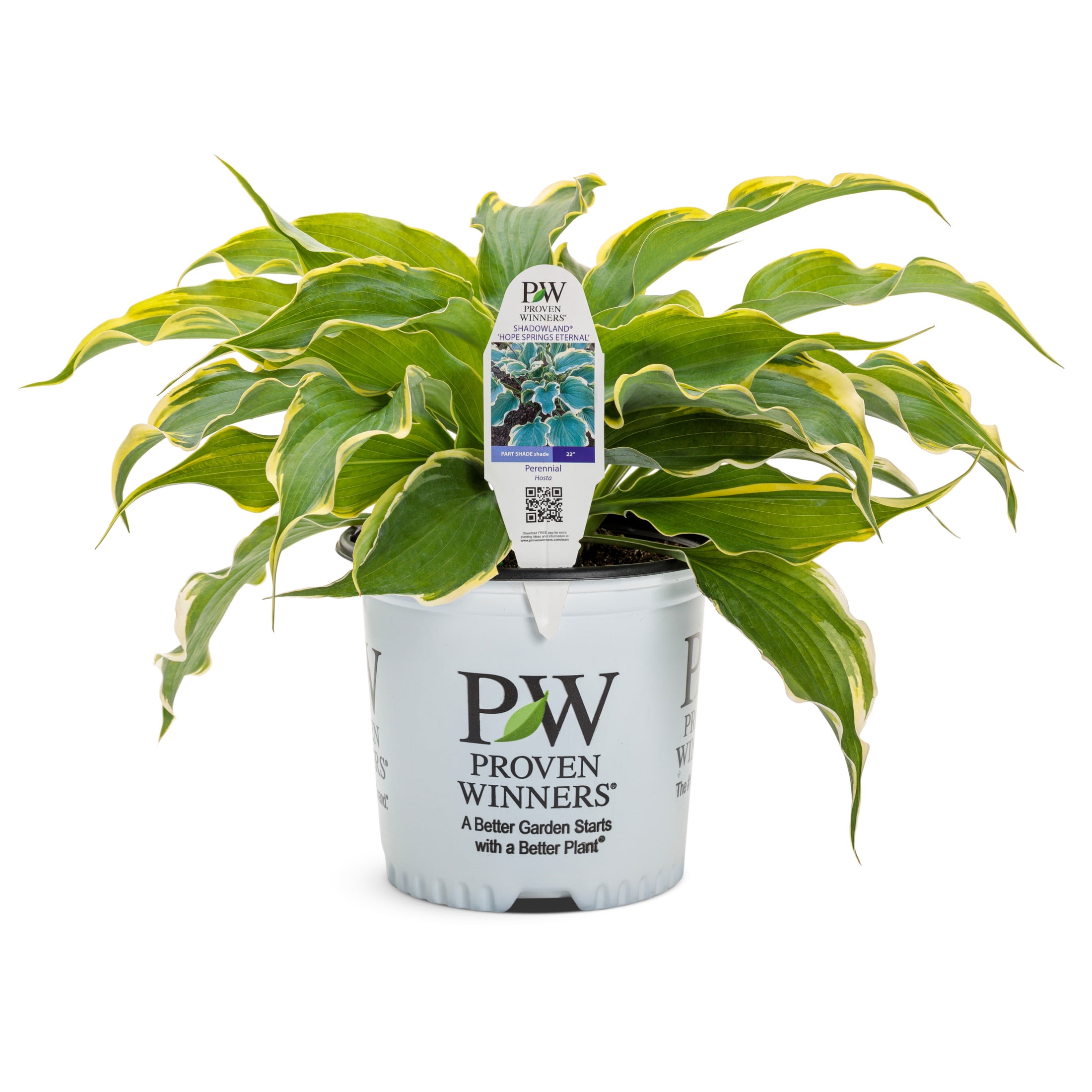 Proven Winners 6" Blue Shadowland 'Hope Springs Eternal' Hosta Live Plant in 6.5" Pot