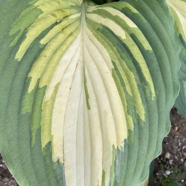 Proven Winners 10" Shadowland 'Love Story' Hosta (Hosta hybrid) Perennial Live Plant in 6.5" Pot