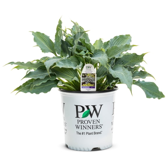 Proven Winners 6" Blue Shadowland 'Waterslide' Hosta Live Plant in 6.5" Pot