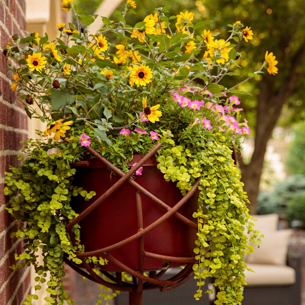 Proven Winners 10" Suncredible Saturn Sunflower (Helianthus hybrid) Annual Live Plant in 7" Pot