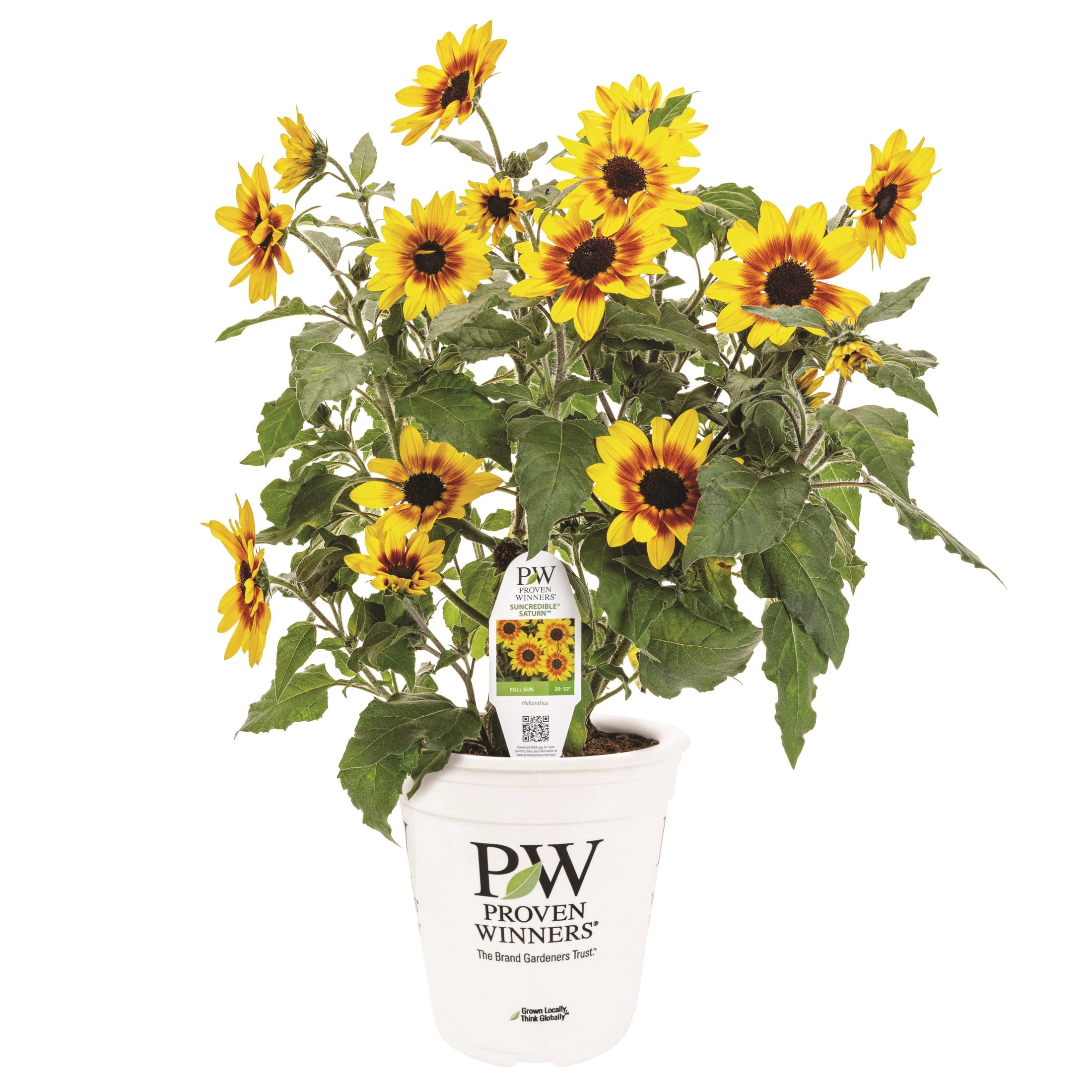 Proven Winners 8" Yellow Suncredible Saturn Sunflower Live Plant in 6.5" Pot