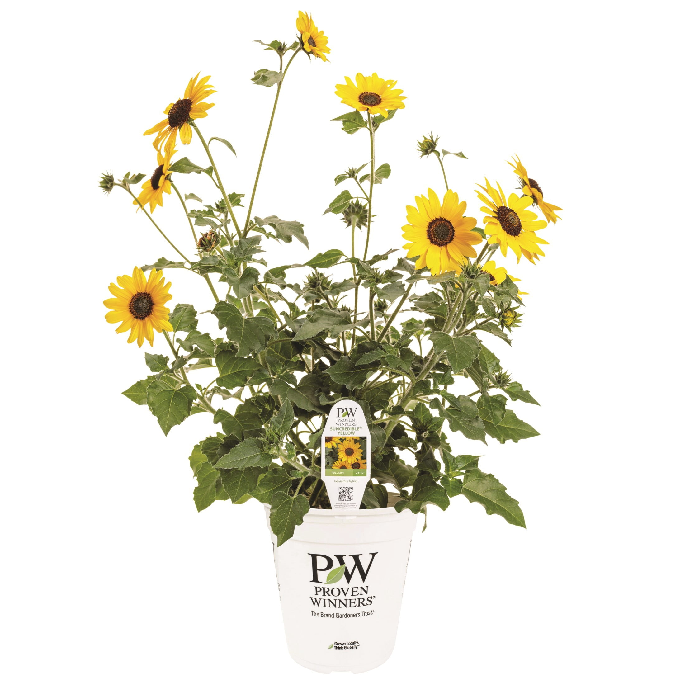 Proven Winners 8" Suncredible Yellow Sunflower Live Plant in 6.5" Pot