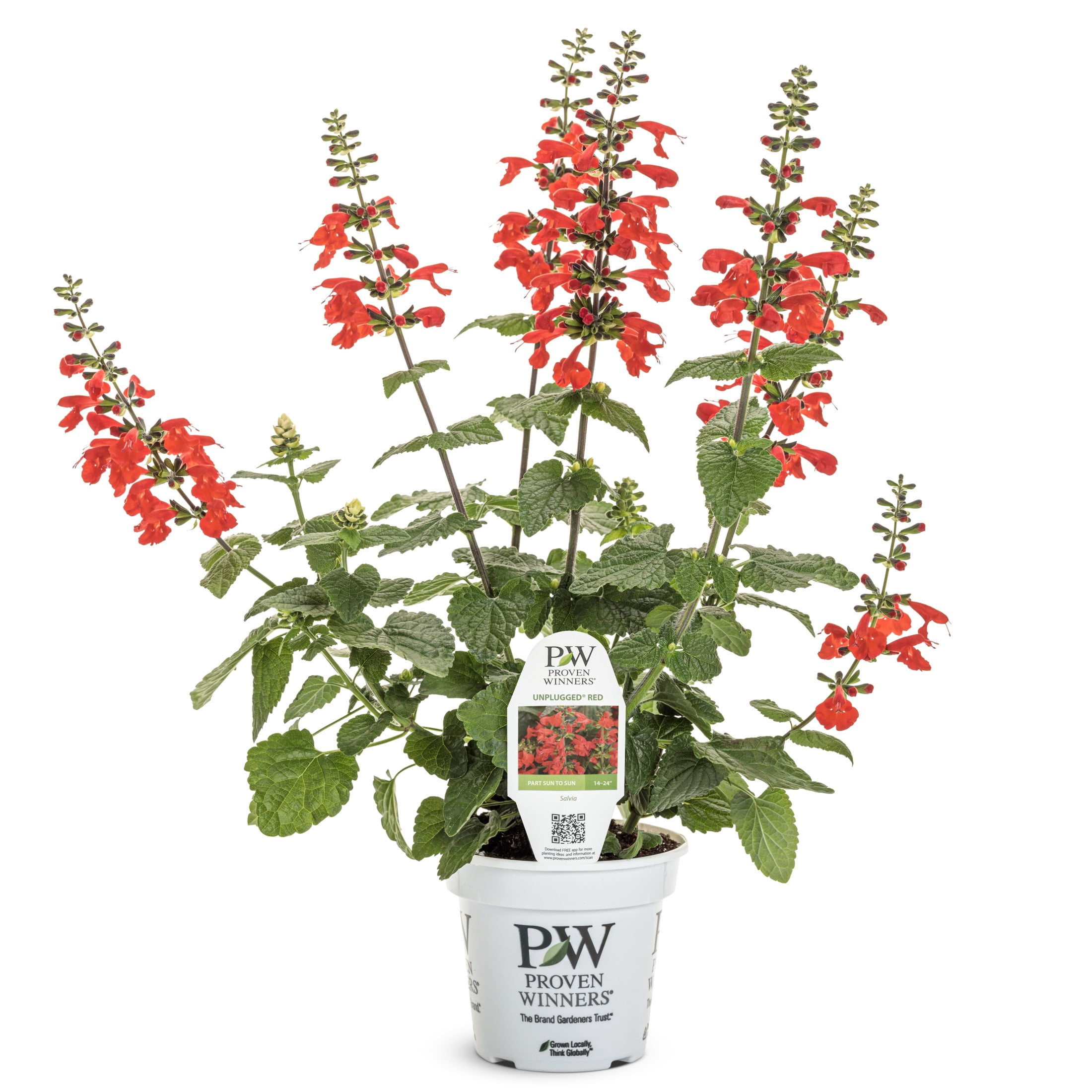 Proven Winners 8" Unplugged Red Scarlet Sage Live Plant in 6.5" Pot