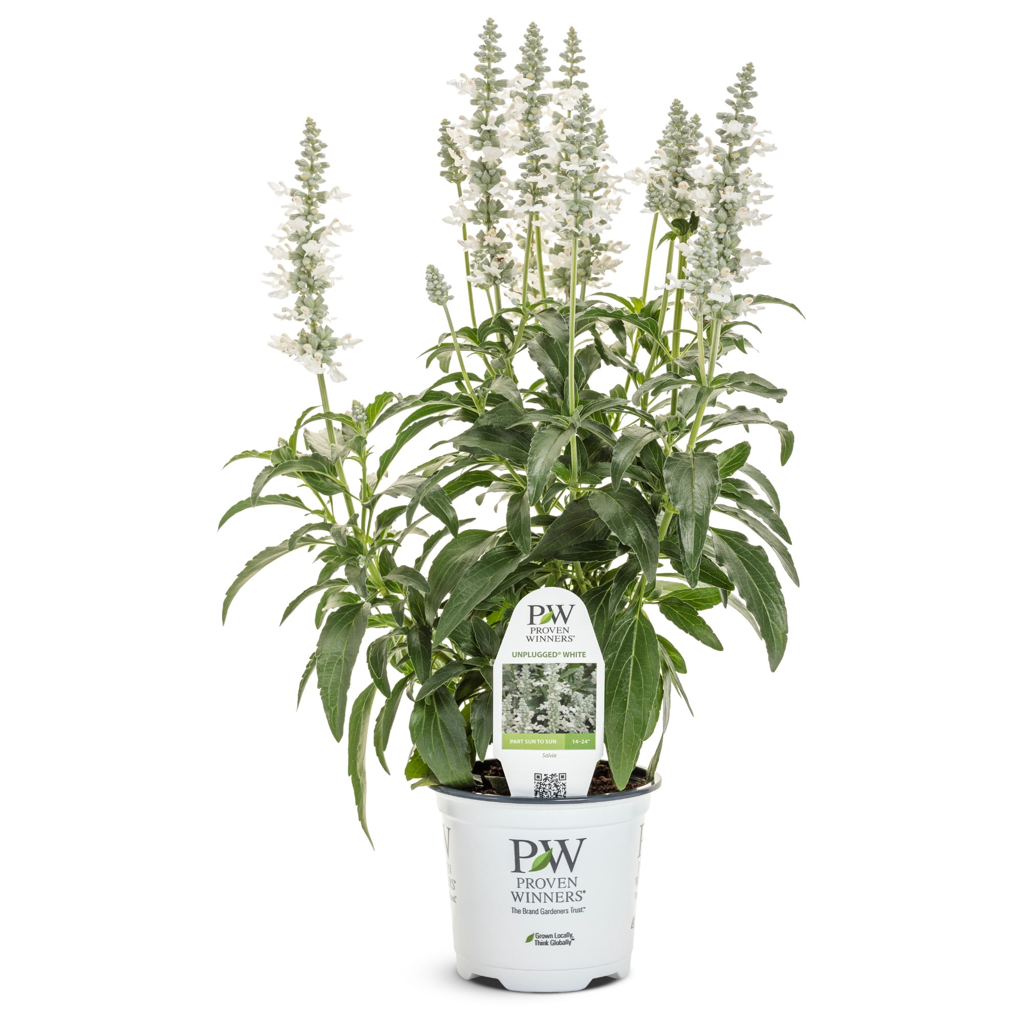 Proven Winners 8" Unplugged White Mealycup Sage Live Plant in 6.5" Pot