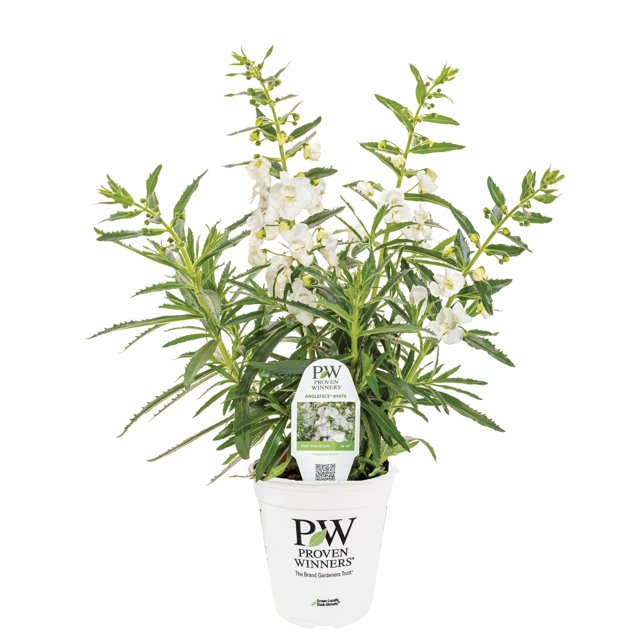 Proven Winners 8" Angelface White Summer Snapdragon Live Plant in 6.5" Pot
