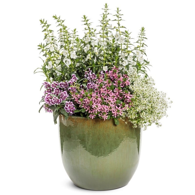 Proven Winners 10" White Angelface White Summer Snapdragon (Angelonia hybrid) Annual Live Plant in 7" Pot