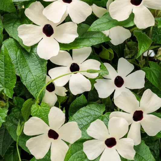 Proven Winners 10" White Coconut A-Peel Black-Eyed Susan Vine (Thunbergia alata) Annual Live Plant in 7" Pot