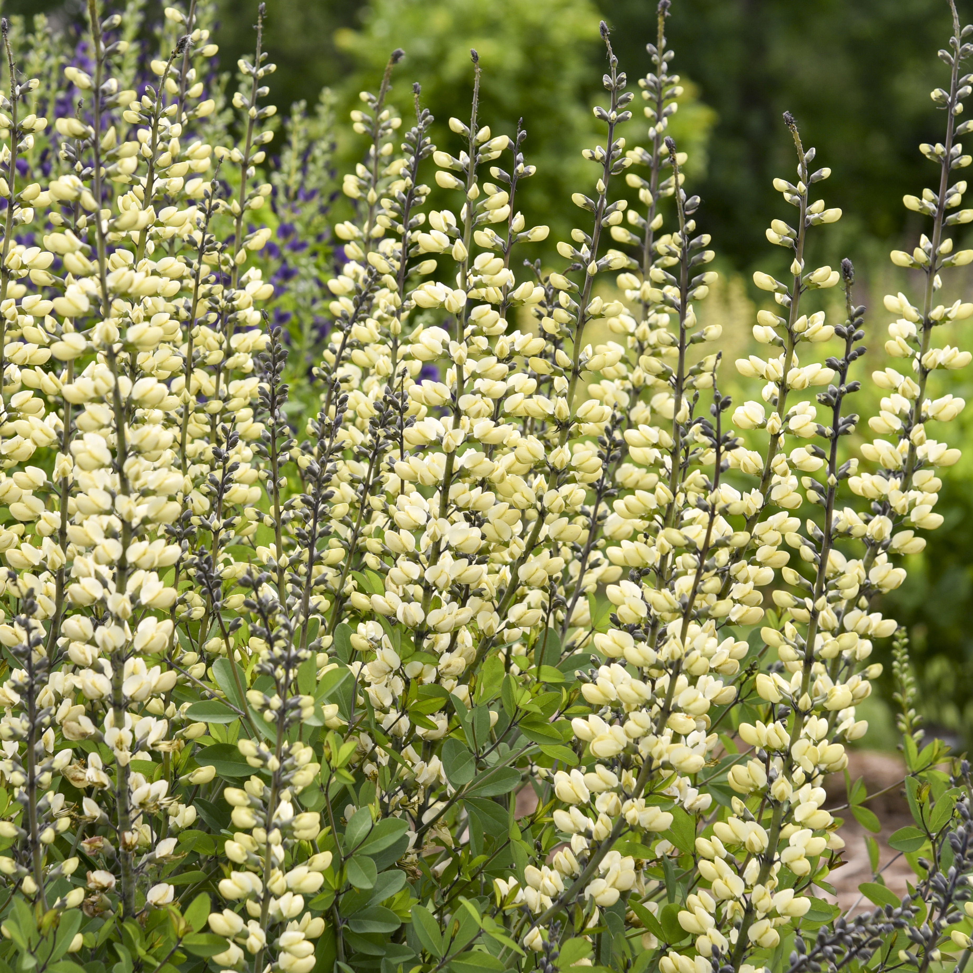 Proven Winners 10" White Decadence 'Vanilla Cream II' False Indigo (Baptisia hybrid) Perennial Live Plant in 6.5" Pot