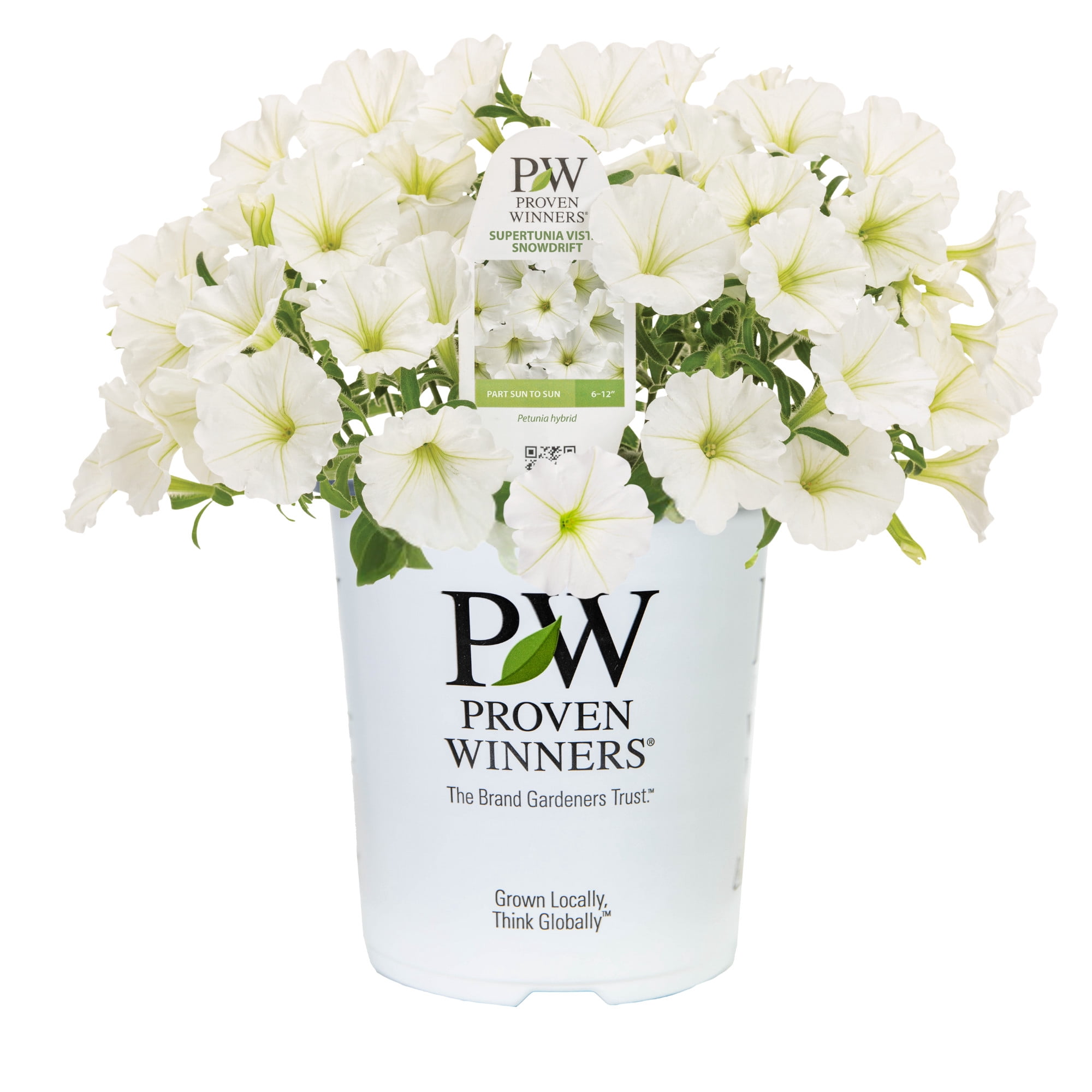 Proven Winners 8" White Supertunia Vista Snowdrift Petunia Live Plant in 6.5" Pot