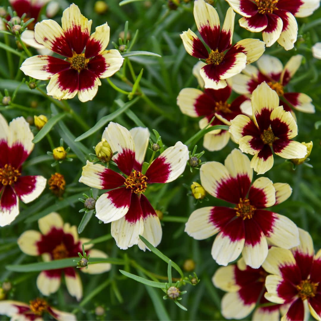 Proven Winners 10" Yellow Designer Threads 'Creamy Calico' Threadleaf Coreopsis (Coreopsis verticillata) Perennial Live Plant in 6.5" Pot