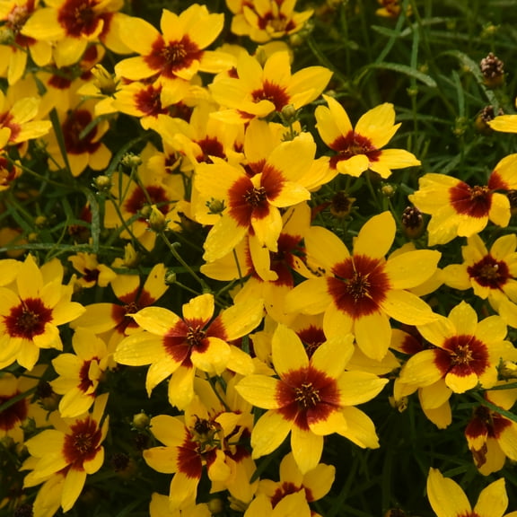 Proven Winners 10" Yellow Designer Threads 'Golden Needles' Threadleaf Coreopsis (Coreopsis verticillata) Perennial Live Plant in 6.5" Pot