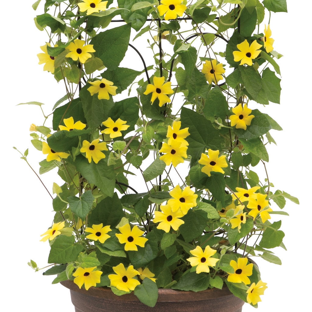 Proven Winners 10" Yellow Lemon A-Peel Black-Eyed Susan Vine (Thunbergia alata) Annual Live Plant in 7" Pot