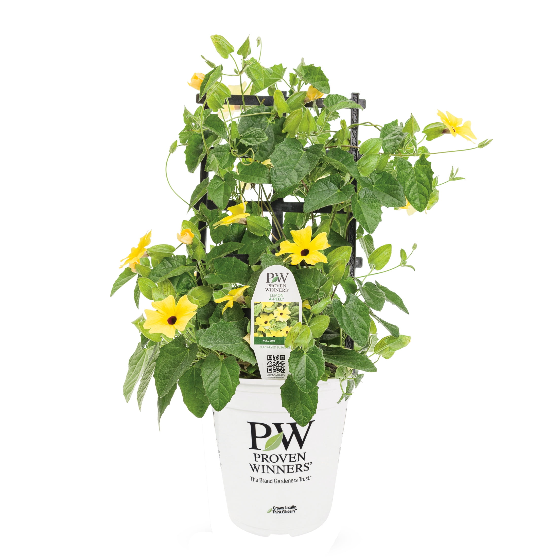Proven Winners 8" Yellow Lemon A-Peel Black-Eyed Susan Vine Live Plant in 6.5" Pot