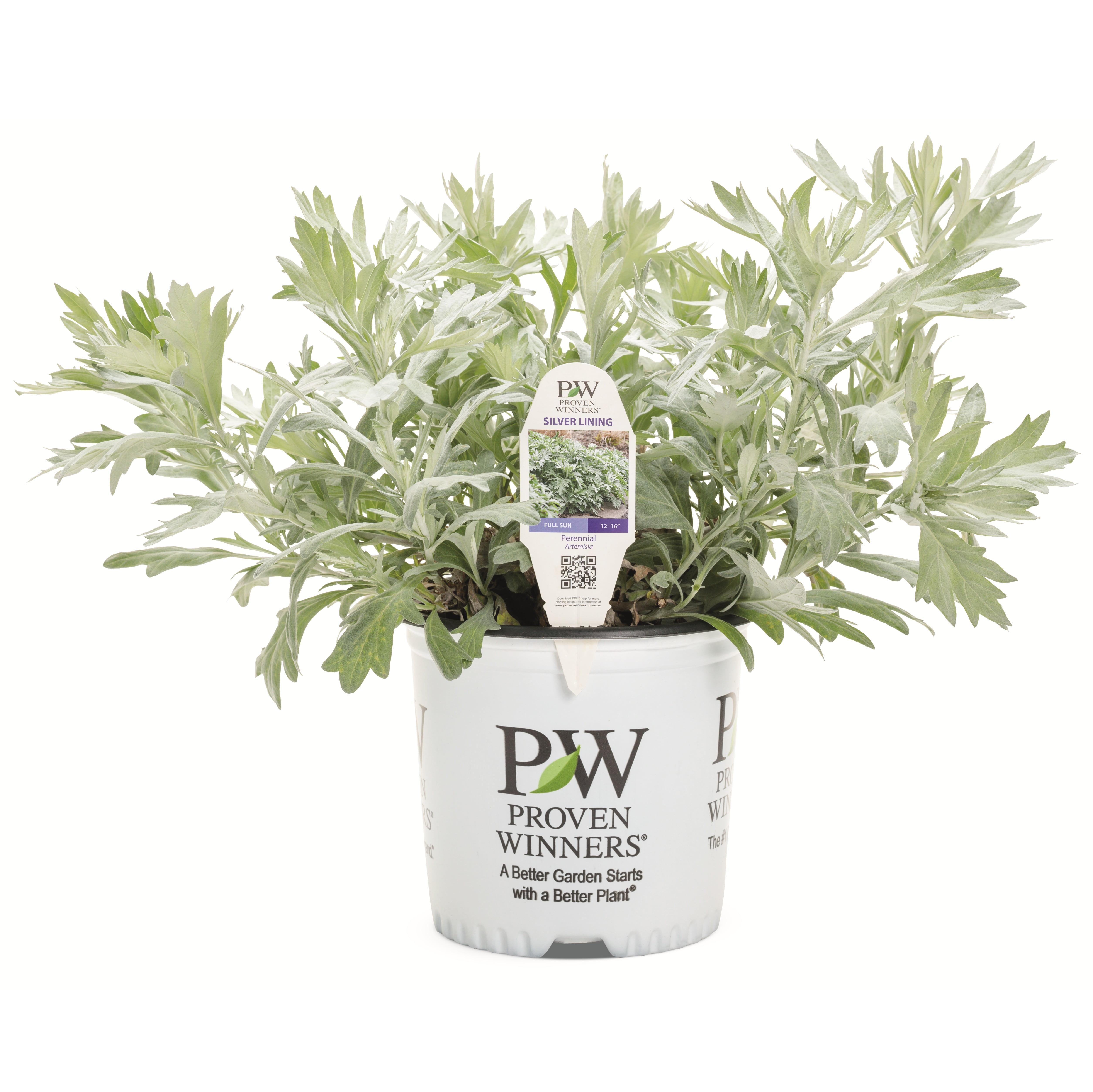 Proven Winners 10" Yellow 'Silver Lining' White Sagebrush (Artemisia hybrid) Perennial Live Plant in 6.5" Pot