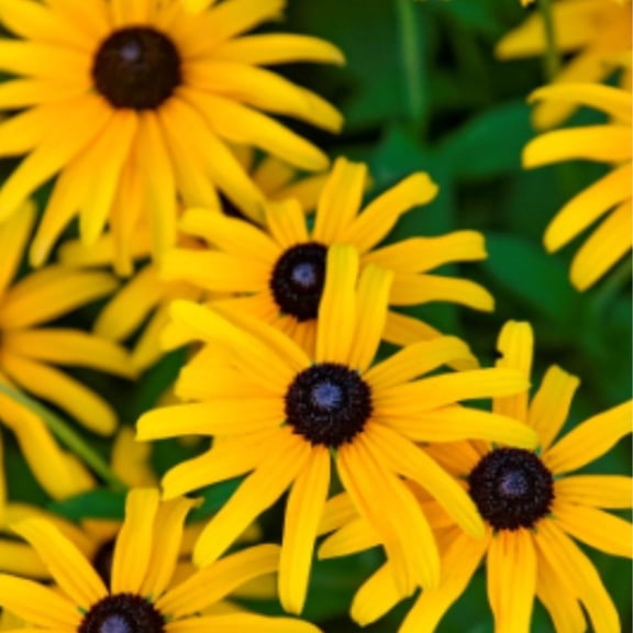 Proven Winners 6" Yellow 'Treasure Trove' Black-eyed Susan Live Plant in 6.5" Pot