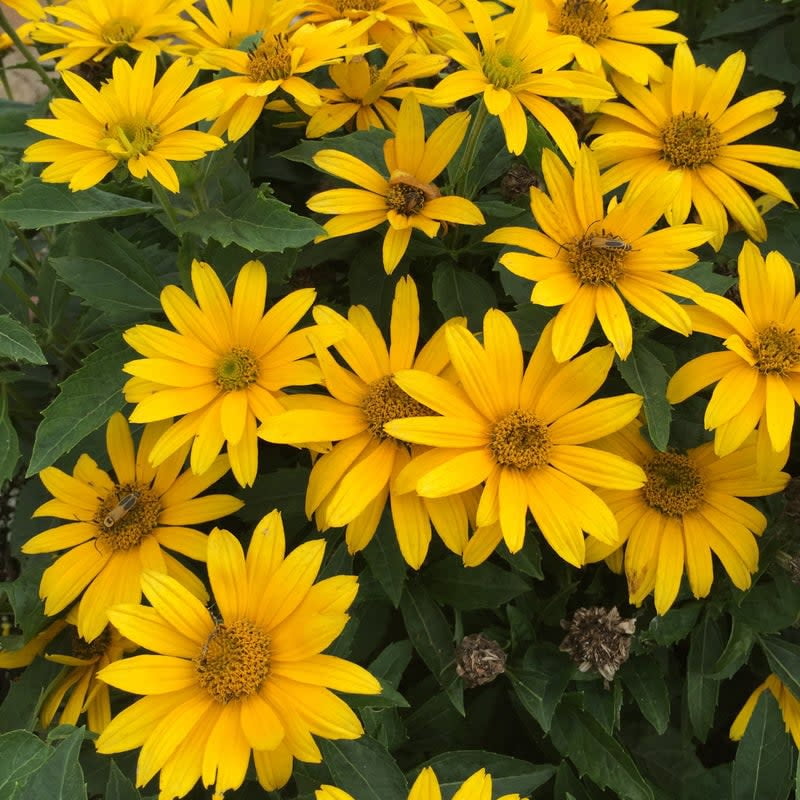 Proven Winners 10" Yellow Tuscan Gold False Sunflower (Heliopsis helianthoides) Perennial Live Plant in 6.5" Pot