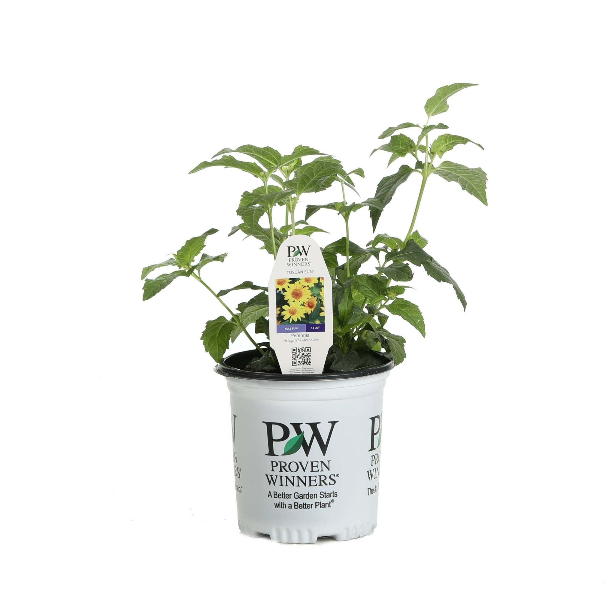Proven Winners 6" Yellow 'Tuscan Sun' False Sunflower Live Plant in 6.5" Pot