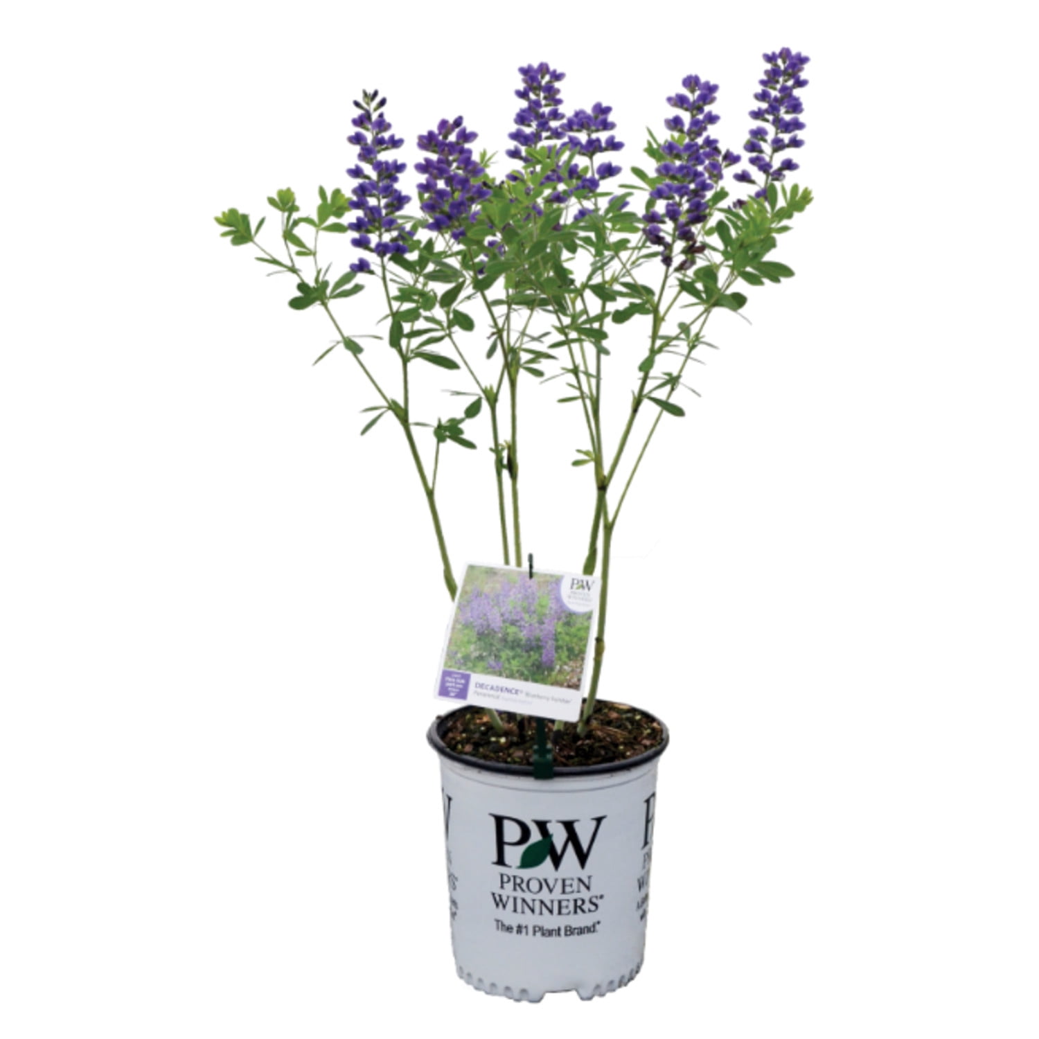 Proven Winners 6" Decadence 'Blueberry Sundae' False Indigo Live Plant in 7.5" Pot