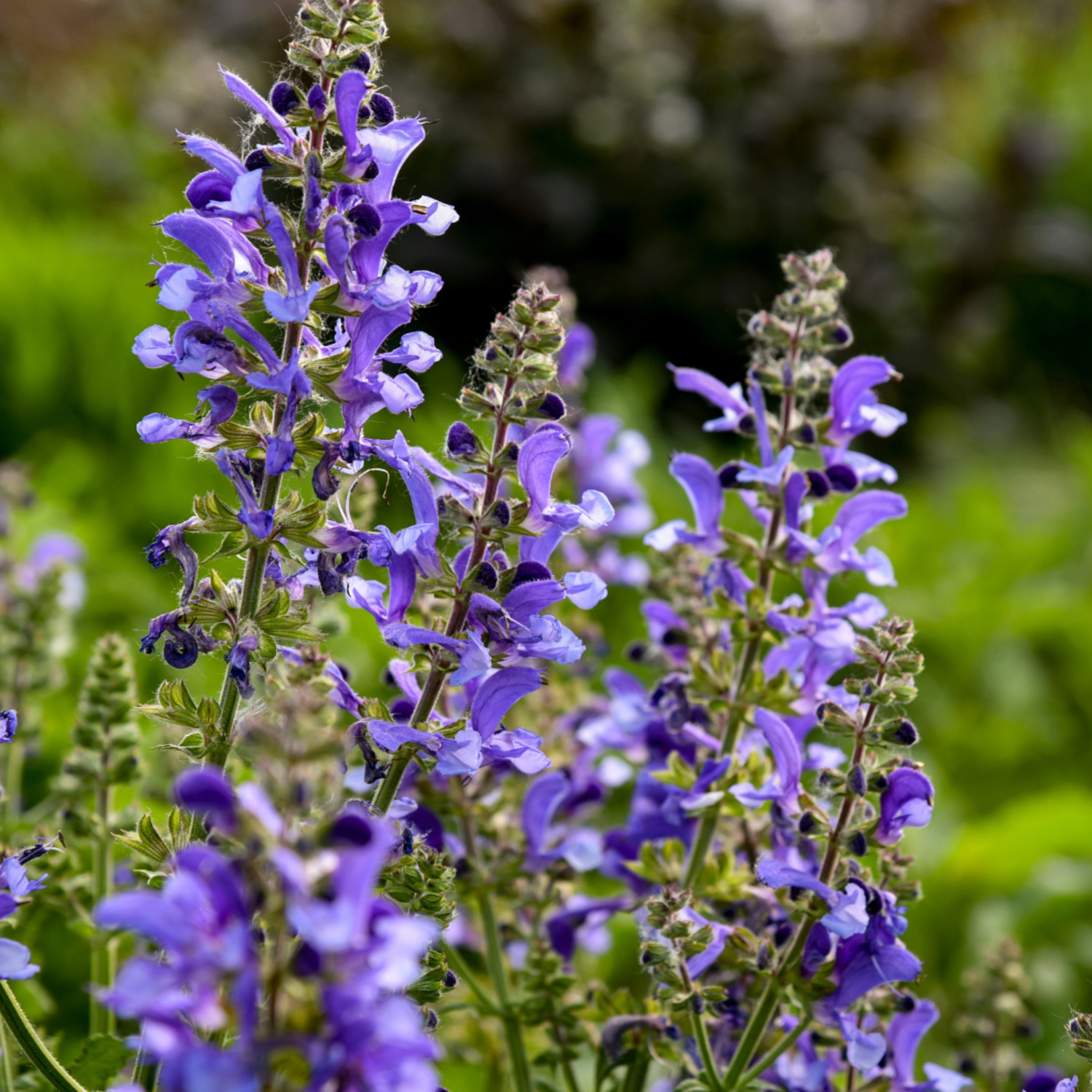 Proven Winners 6" Blue Living Large 'Big Sky' Perennial Salvia Live Plant in 7.5" Pot