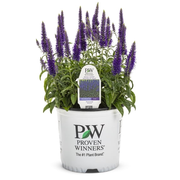 Proven Winners 6" Blue Magic Show 'Wizard of Ahhs' Spike Speedwell Live ...
