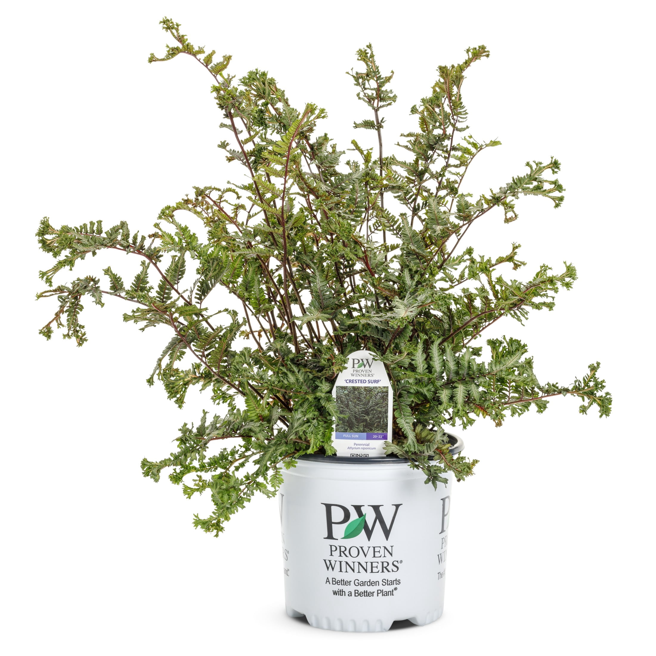 Proven Winners 6" Crested Surf Crested Japanese Painted Fern Live Plant in 7.5" Pot