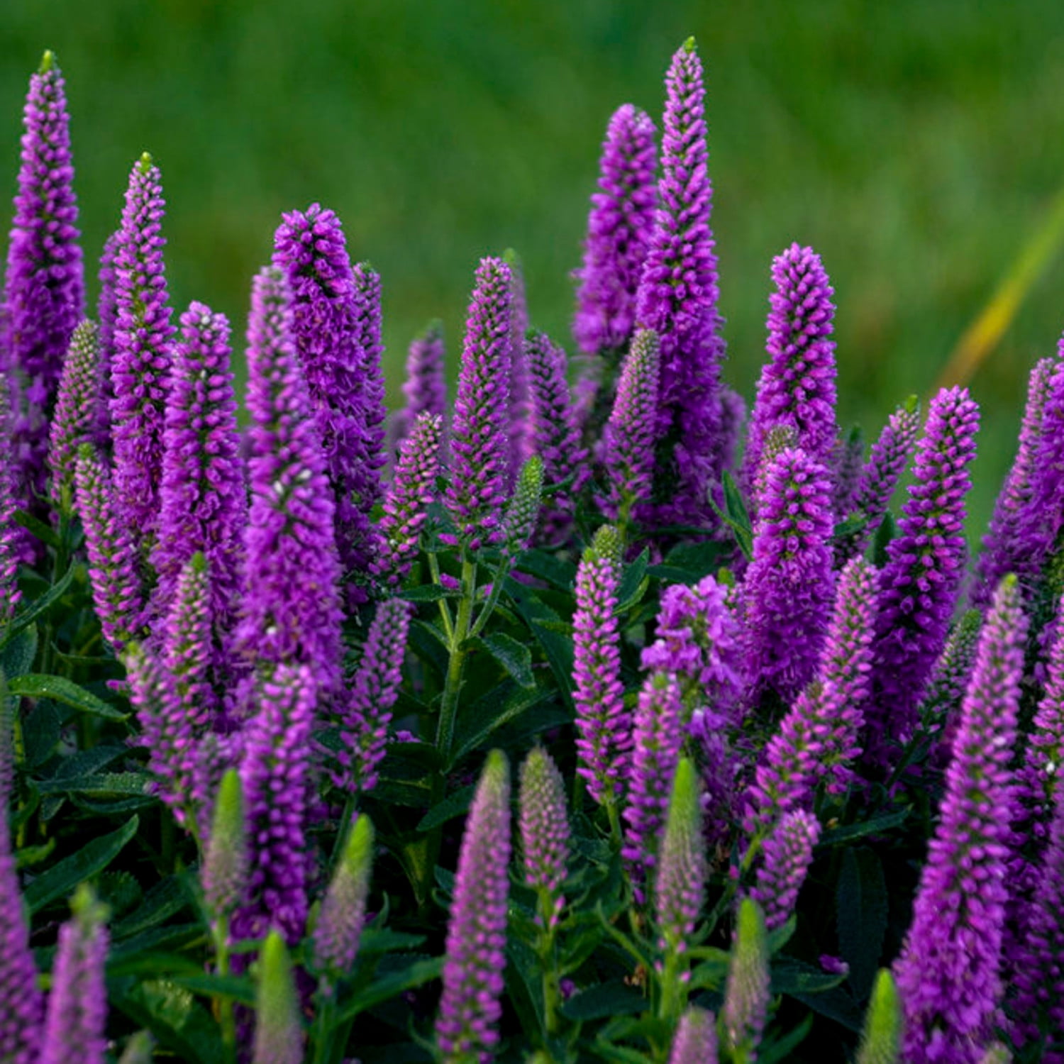 Proven Winners Veronica 'Purple Illus...