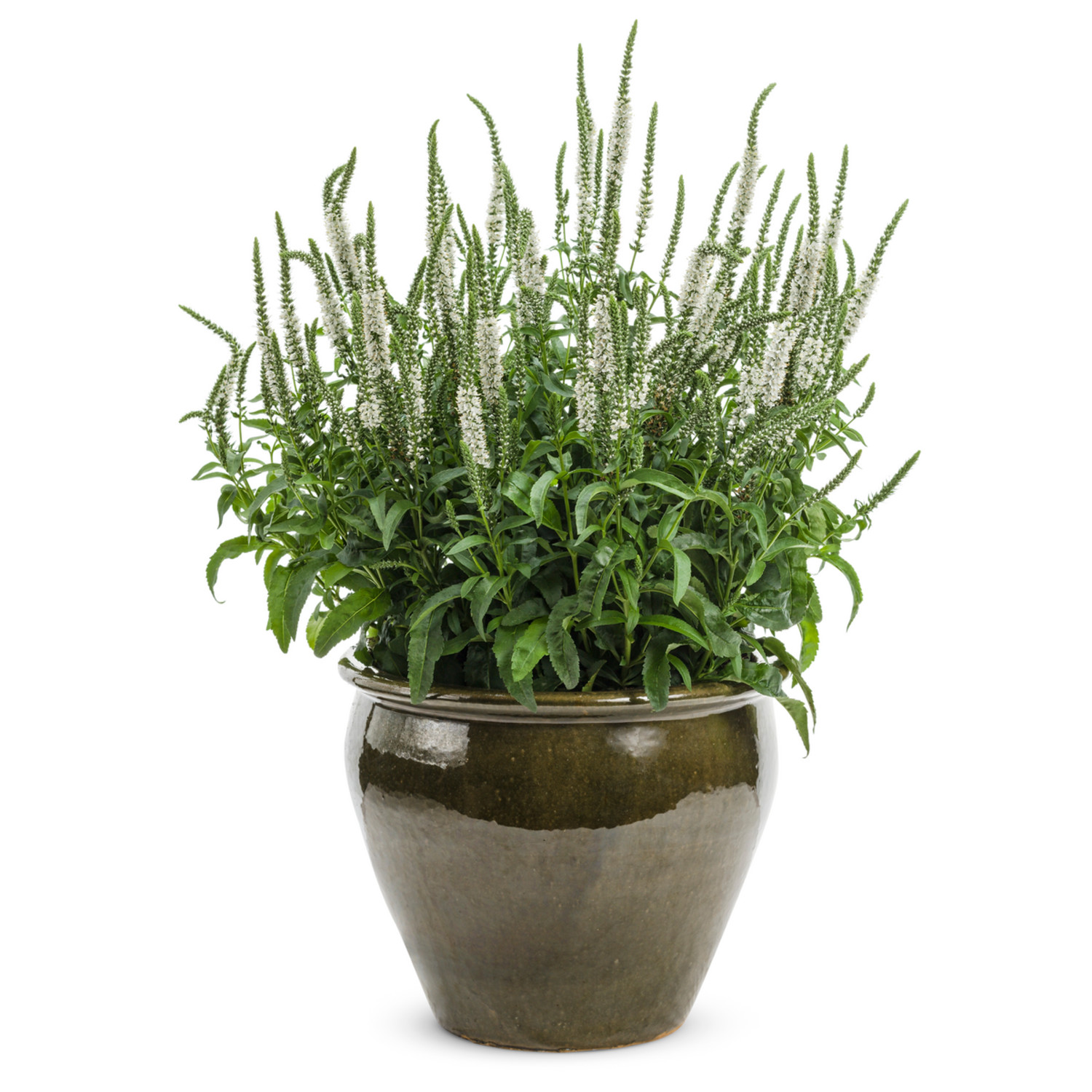 Proven Winners 6" Magic Show 'White Wands' Spike Speedwell Live Plant in 7.5" Pot