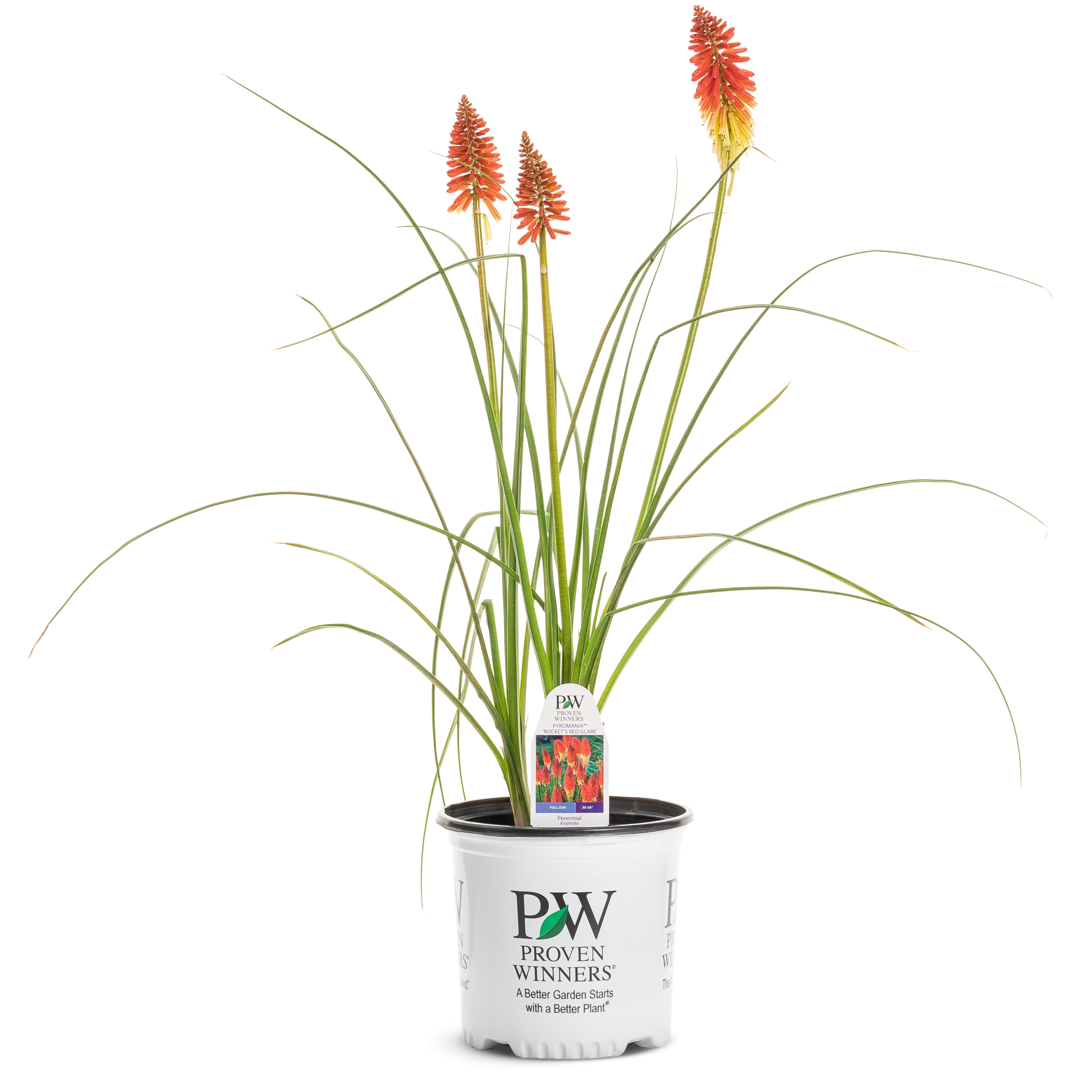 Proven Winners 12" Multicolor Pyromania 'Rocket's Red Glare' Red Hot Poker (Kniphofia hybrid) Perennial Live Plant in 7.13" Pot