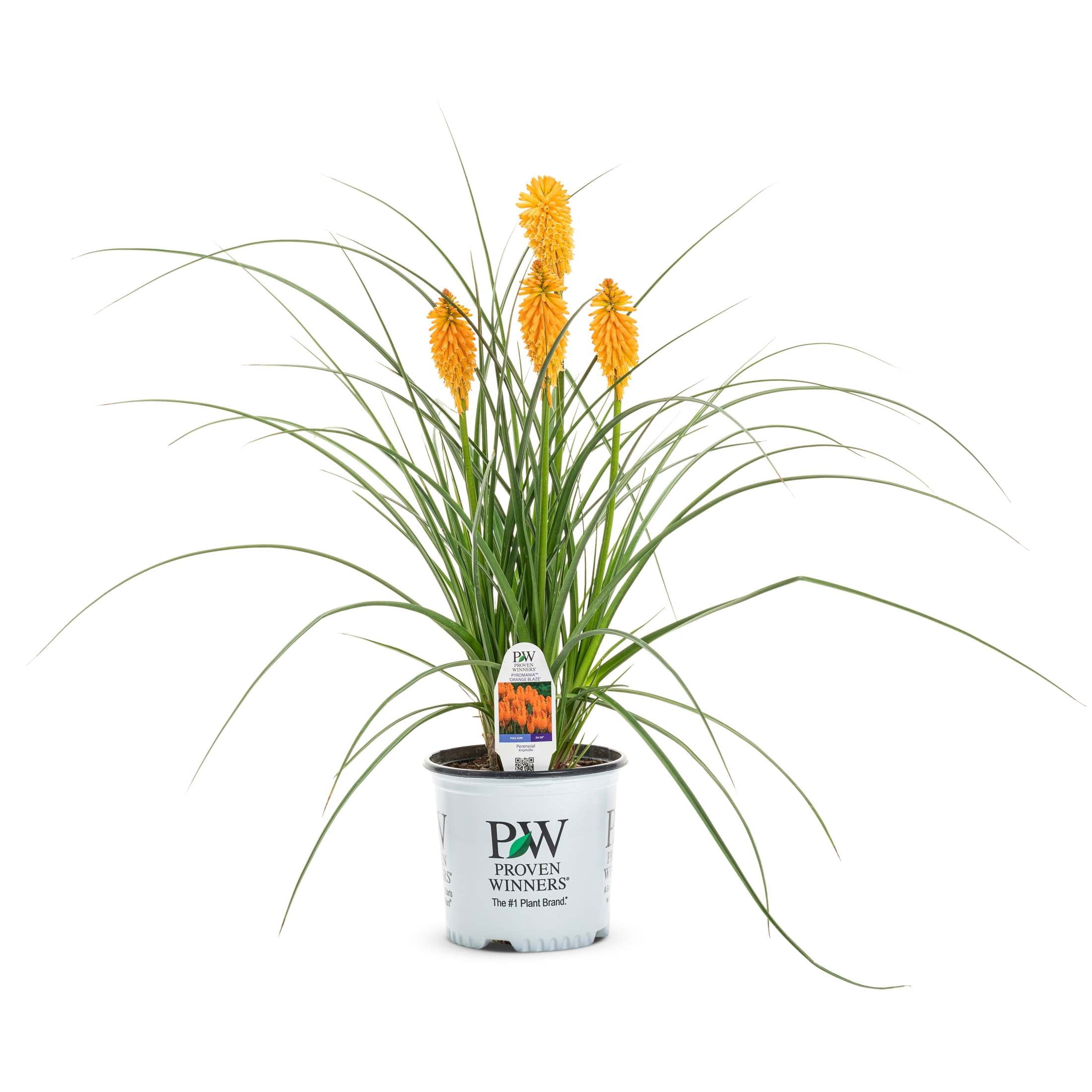 Proven Winners 6" Pyromania 'Orange Blaze' Red Hot Poker Live Plant in 7.5" Pot