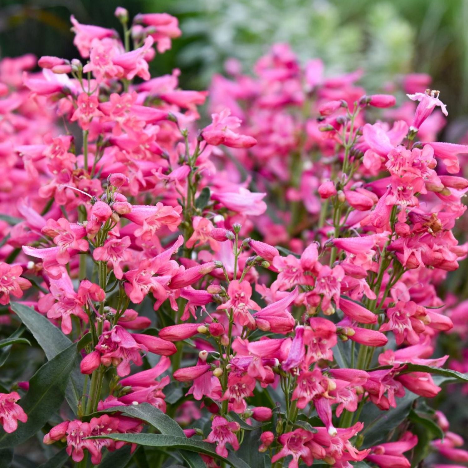 Proven Winners 6" Bejeweled 'Pink Pearls' Bearded Penstemon Live Plant in 7.5" Pot