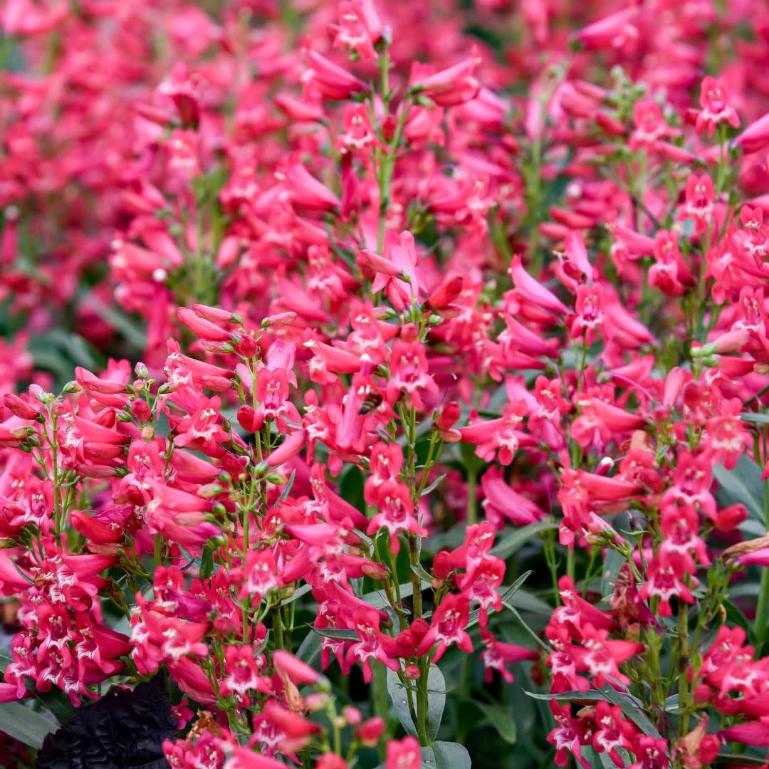 Proven Winners 12" Pink Bejeweled 'Rose Rhinestone' Bearded Penstemon (Penstemon barbatus) Perennial Live Plant in 7.13" Pot