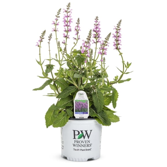 Proven Winners 6" Pink Color Spires 'Back to the Fuchsia' Perennial Salvia Live Plant in 7.5" Pot