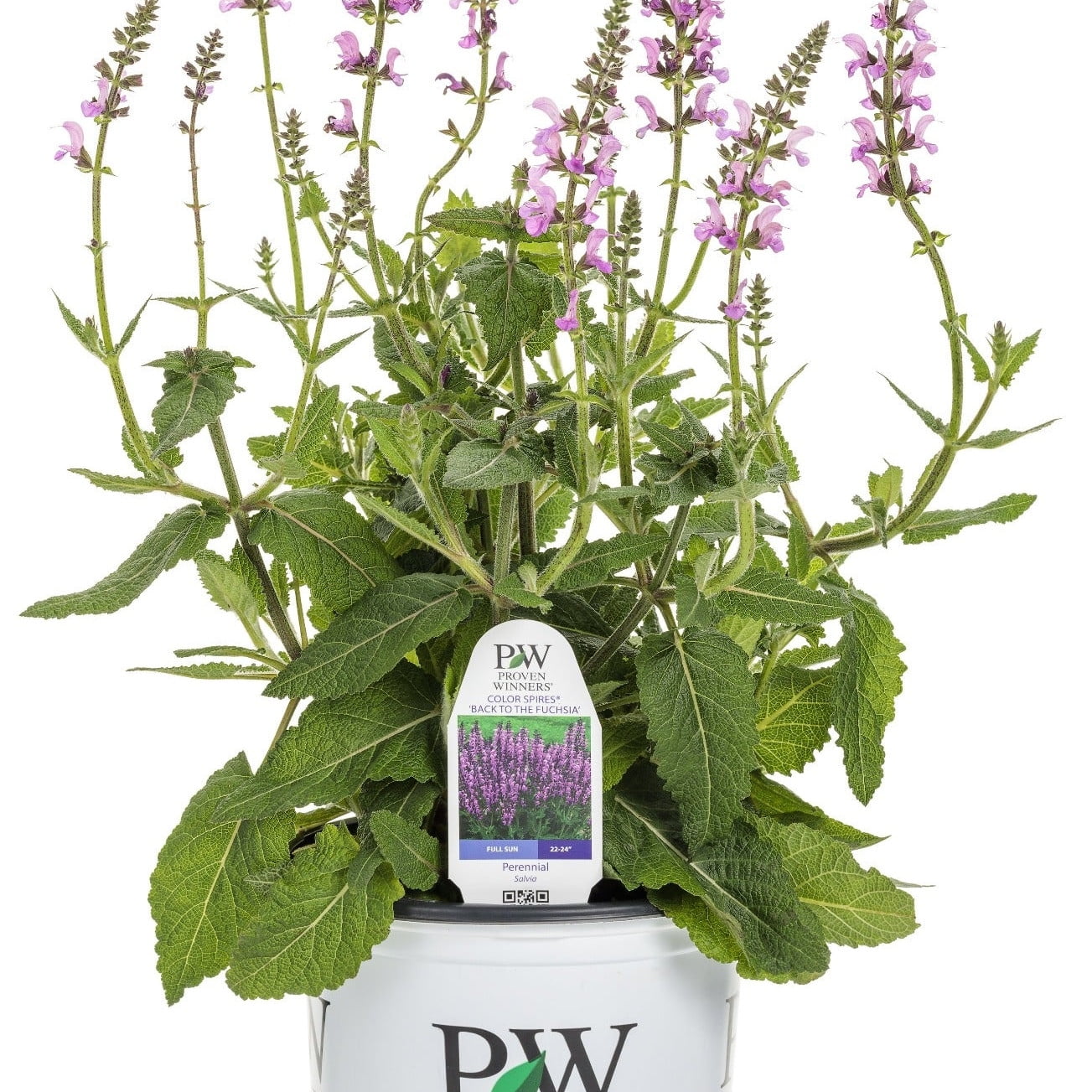 Proven Winners 12" Pink Color Spires 'Back to the Fuchsia' Perennial Salvia (Salvia hybrid) Perennial Live Plant in 7.13" Pot